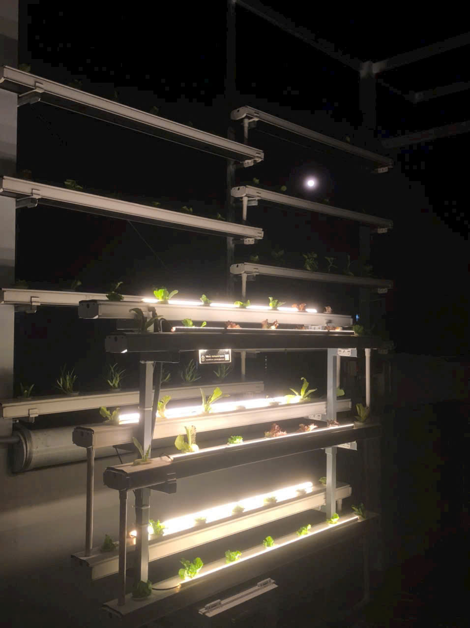 Balcony Hydroponics